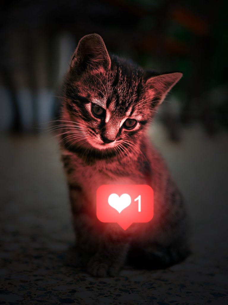 cat kitten heart like 5989630